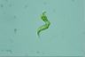 Euglena mutabilis