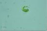 Euglena mutabilis