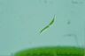 Euglena mutabilis