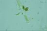 Euglena mutabilis