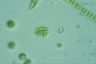 Oocystis lacustris