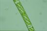 Spirogyra