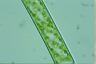 Spirogyra