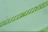 Spirogyra