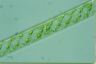 Spirogyra