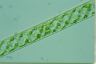 Spirogyra