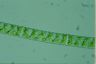 Spirogyra