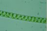 Spirogyra