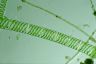 Spirogyra