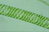 Spirogyra