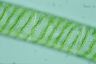 Spirogyra