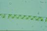 Spirogyra