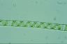 Spirogyra