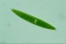 Closterium acerosum