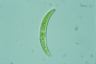 Closterium cynthia