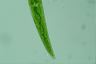 Closterium rostratum