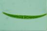 Closterium rostratum