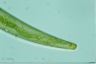 Closterium costatum