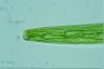 Closterium baillyanum