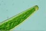 Closterium baillyanum