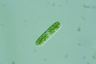 Cylindrocystis