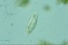 Amphisiella