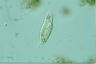 Amphisiella