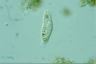 Amphisiella