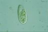 Paramecium trichium