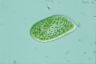 Paramecium bursaria