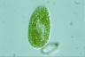 Paramecium bursaria