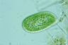 Paramecium bursaria