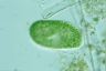 Paramecium bursaria