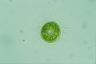 Acanthocystis turfacea