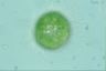 Acanthocystis turfacea