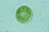 Acanthocystis turfacea