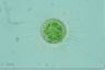 Acanthocystis turfacea