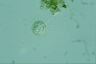 Acanthocystis