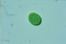 Synechococcus