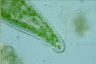 Microdalyllia