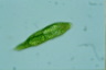 Euglena