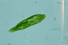 Euglena