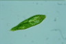 Euglena