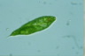 Euglena