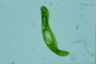 Euglena