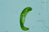 Euglena