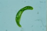 Euglena