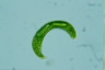 Euglena