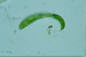 Euglena