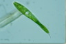 Euglena